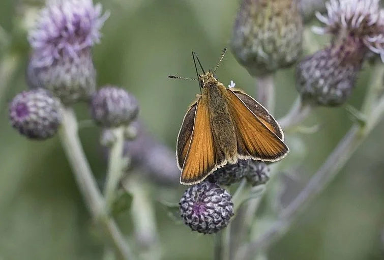 Organic is better for wildlife – every time!