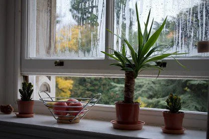 Banish moulds from your home