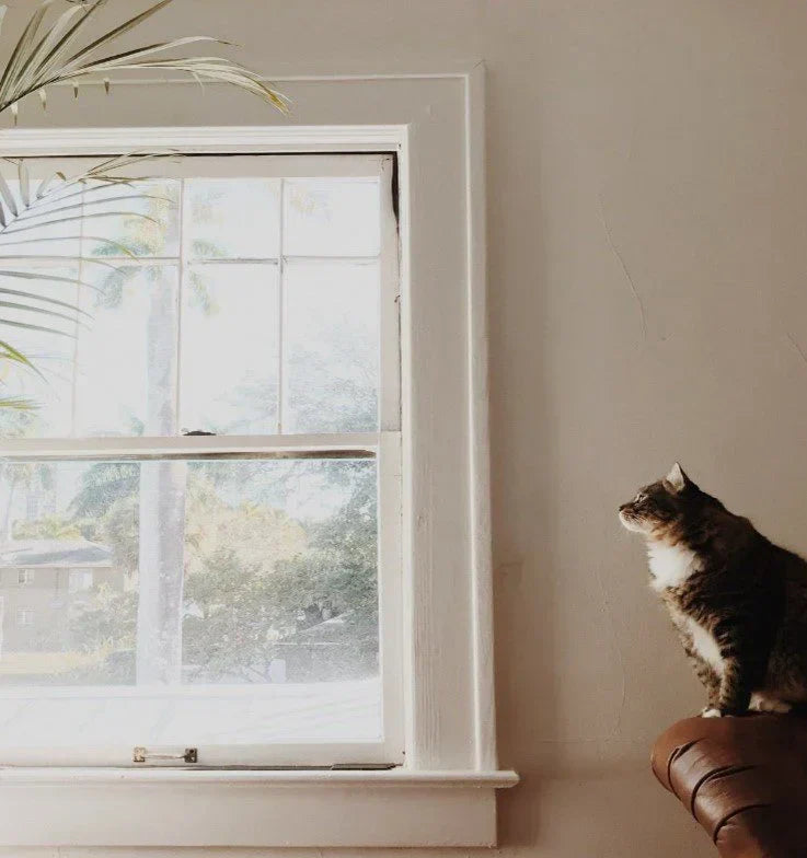 How to improve your indoor air quality and why it matters