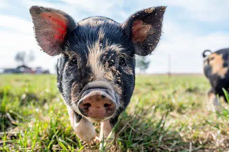 Celebrate World Animal Day and share your love for creatures great and small!