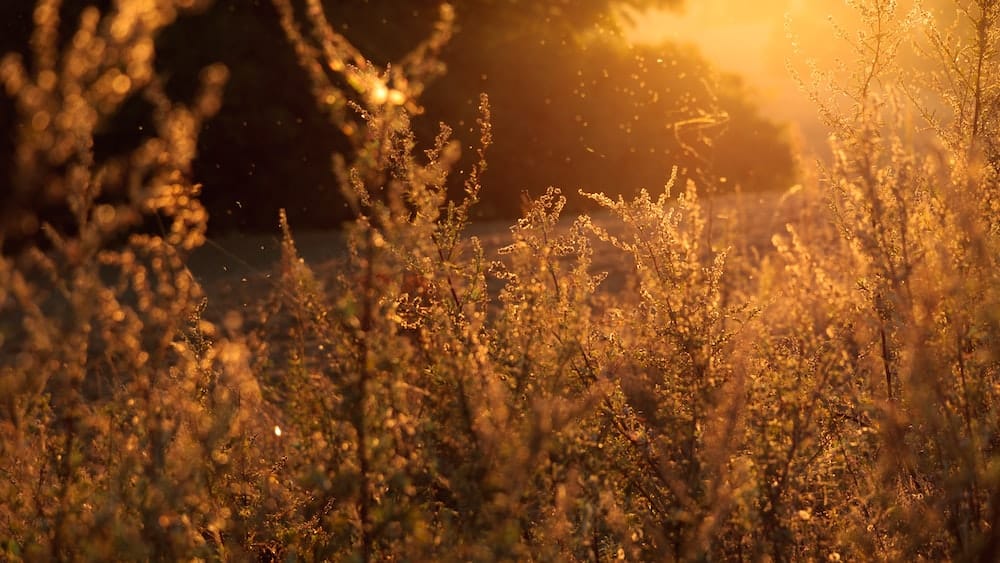 Why are allergies on the rise and what to do about it