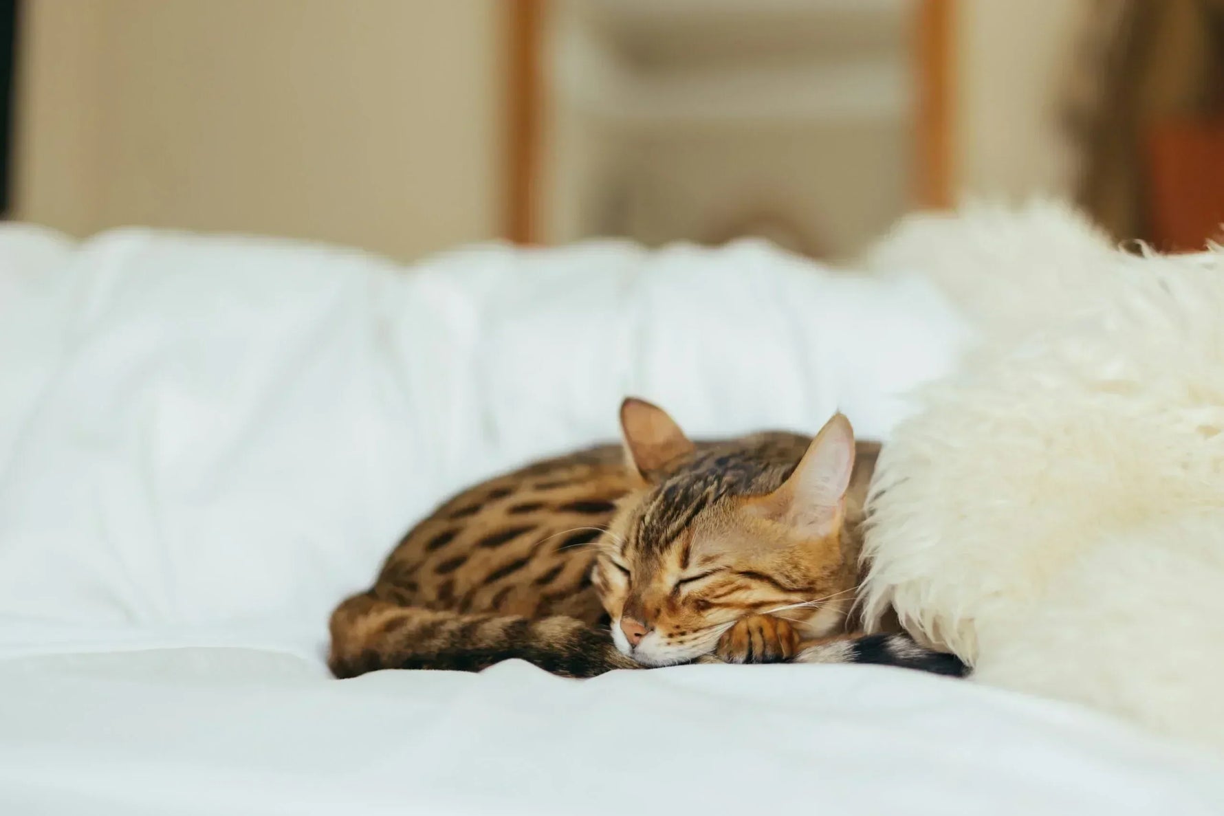 Pet safe cleaning: Keeping your pets safe around cleaning products