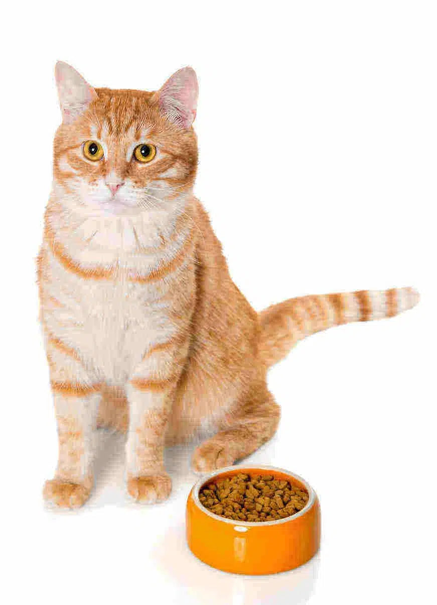 Using organic pet products – best for your pet and the family