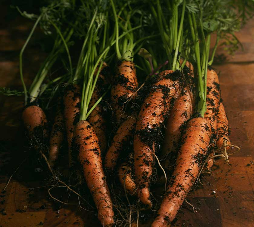 Bunch of fresh carrots with green tops on a wooden surface