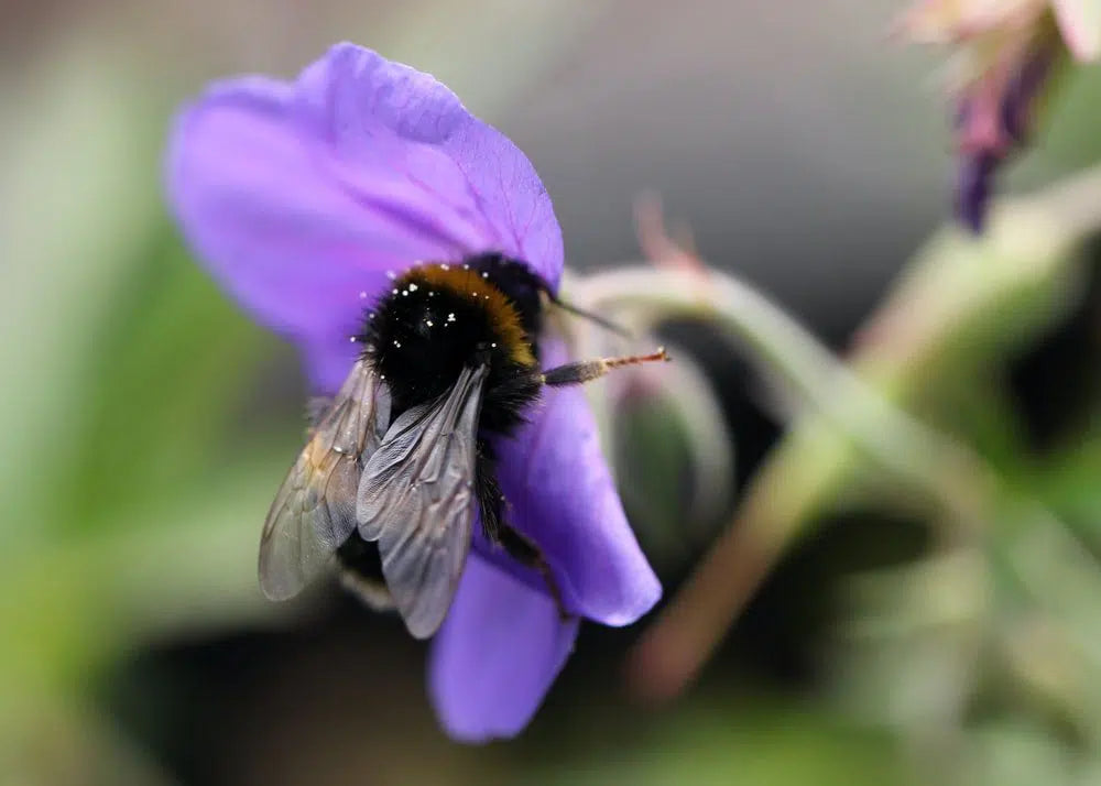 The Problem with Pesticides