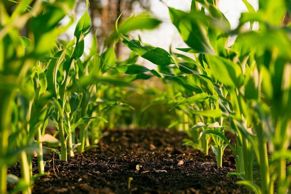 What’s the good of organic?