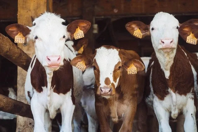 Is vegan better for the environment?