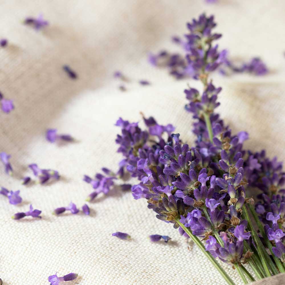 Bouquet of lavender flowers on a textured beige surface