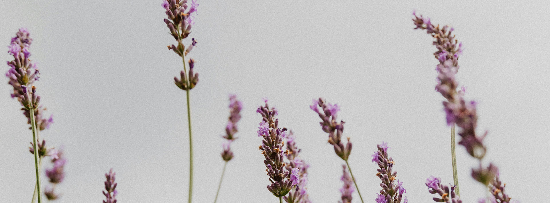 Purple flowers against a light gray background
