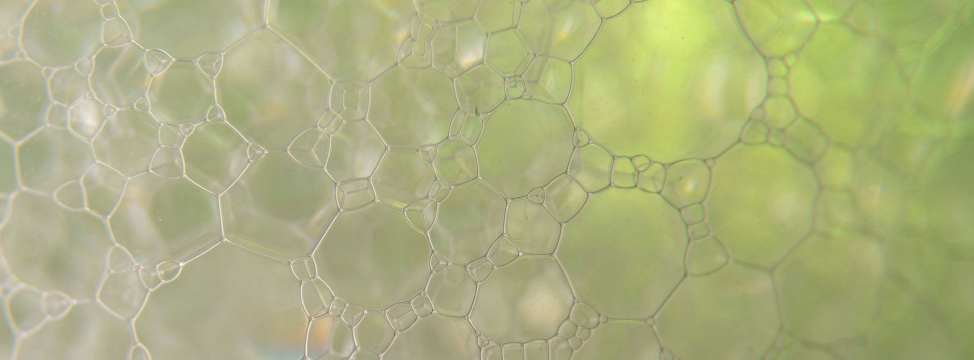 Close-up of green leaf texture with visible veins