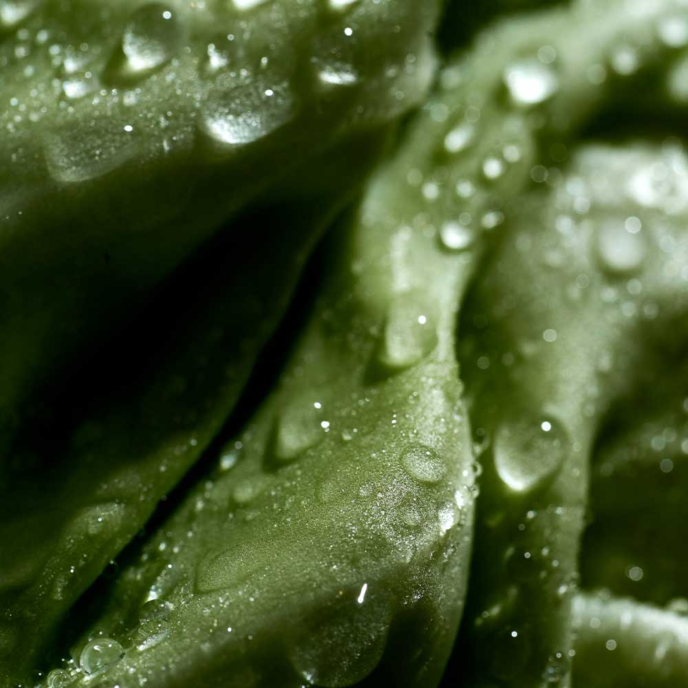 Close-up of green leaves with water droplets