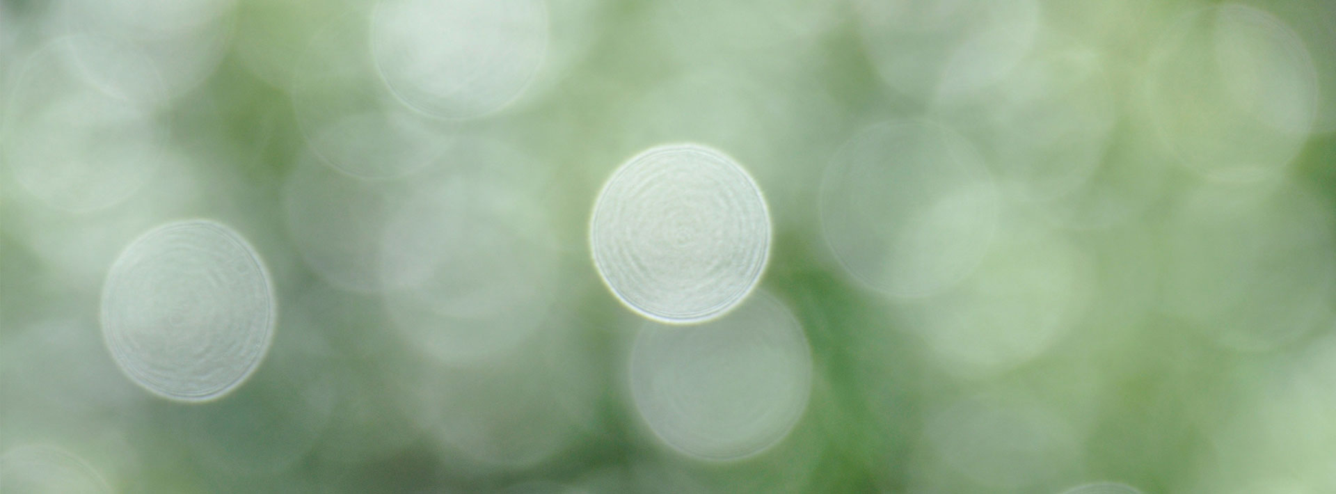 lens flares on a blurred green background