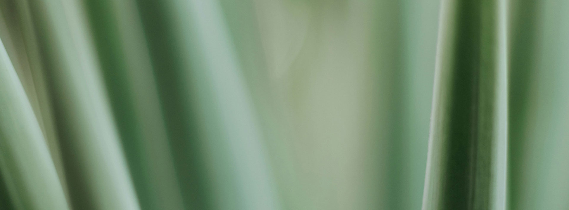 Close-up of green fabric with a blurred background