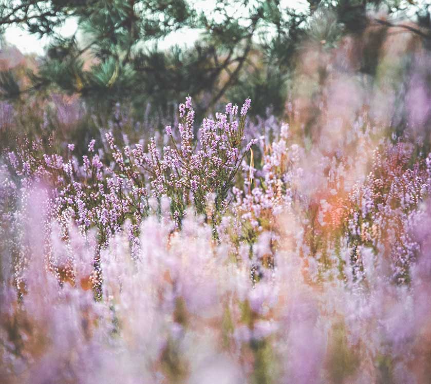 Field of pink flowers with blurred background