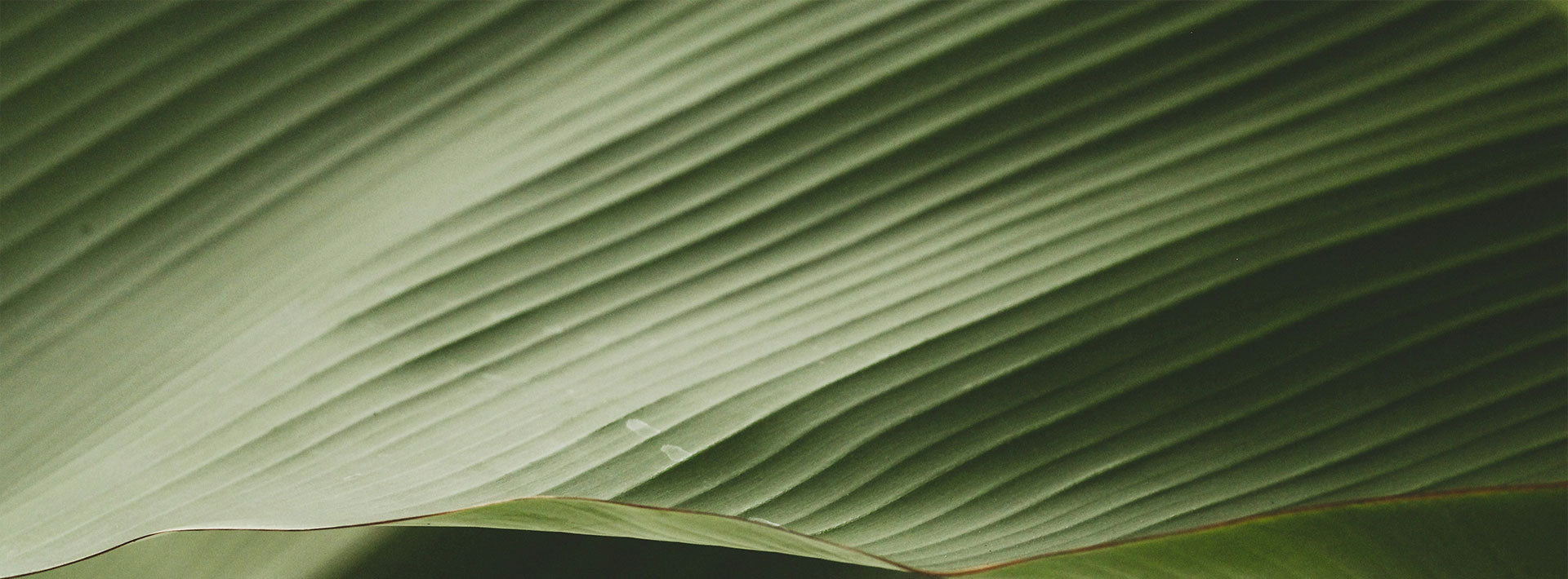 Close-up of a green leaf with detailed texture