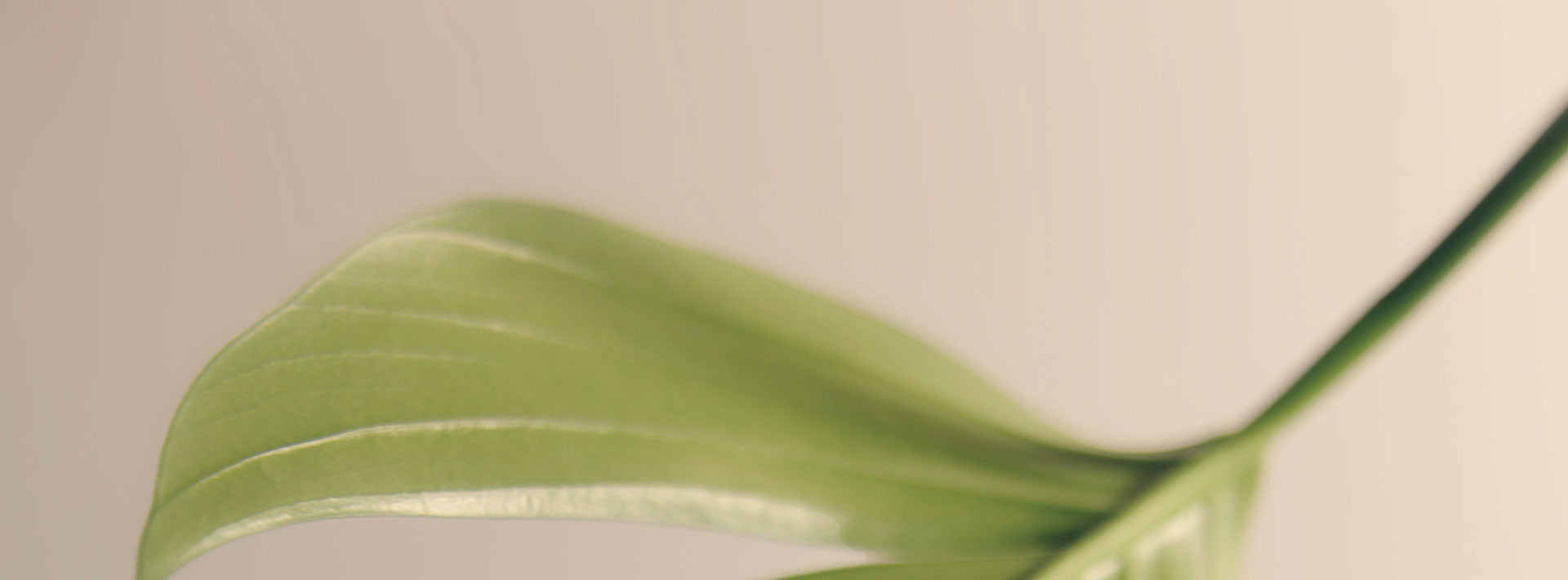 Close-up of a green leaf on a beige background