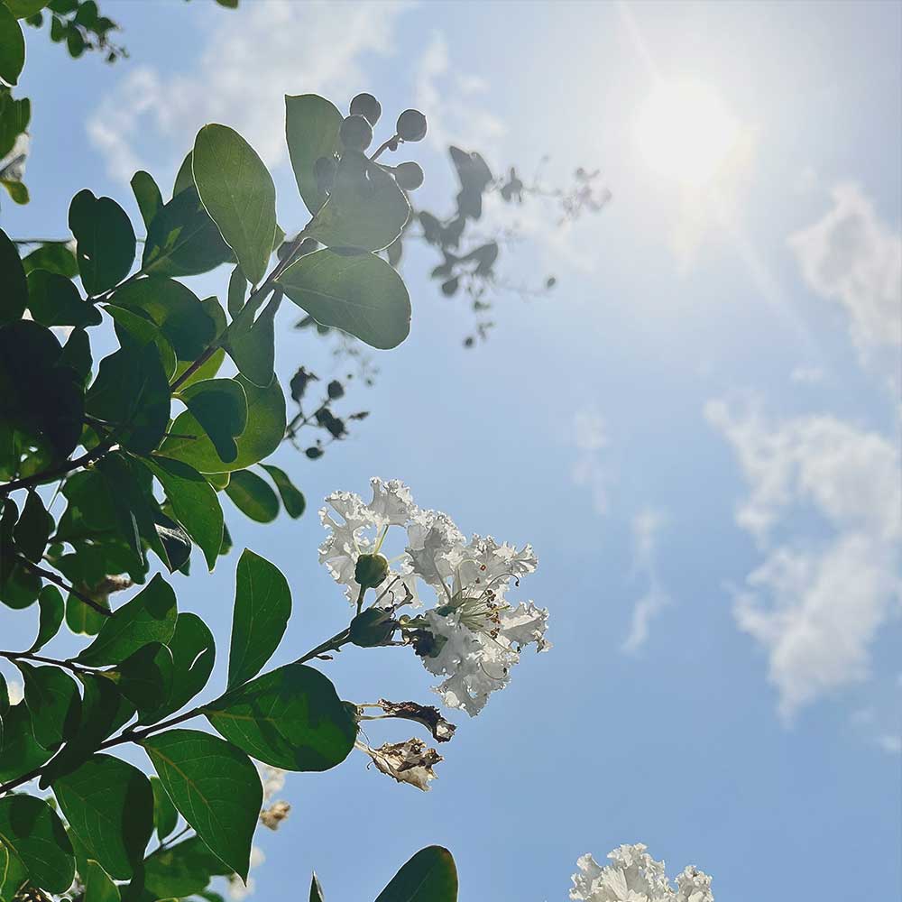 Green leaves and white flowers against a blue sky with clouds