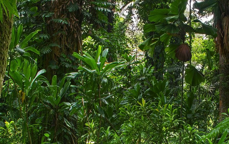 rainforest contains palm oil free