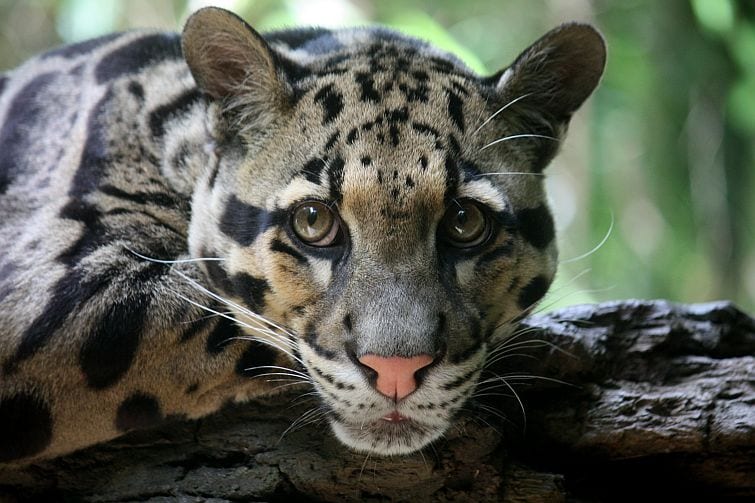 Clouded Leopard livinig in the rainforest